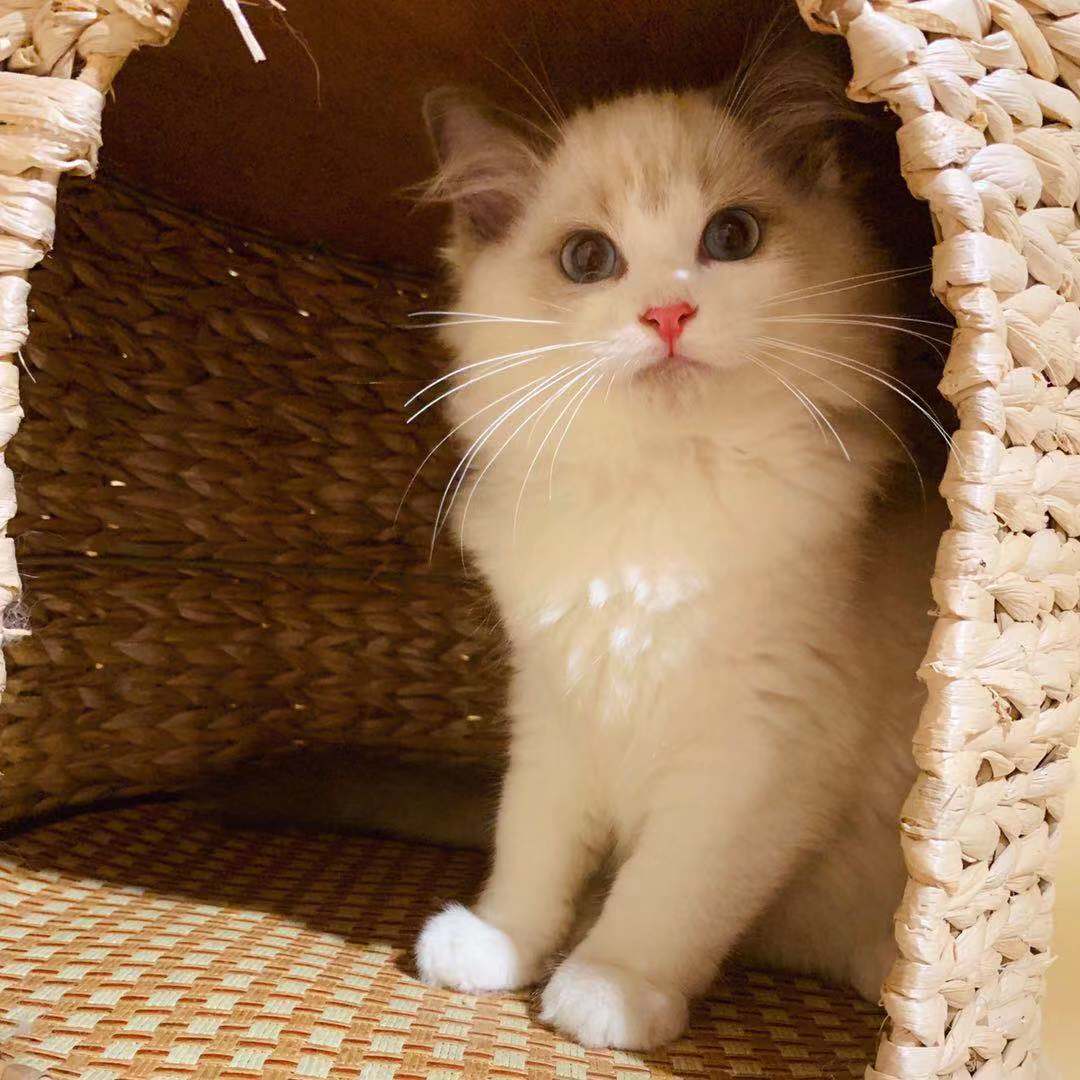 auroradoll布偶猫舍